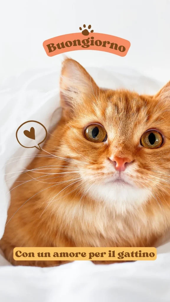 Gatto marrone che dà il buongiorno
