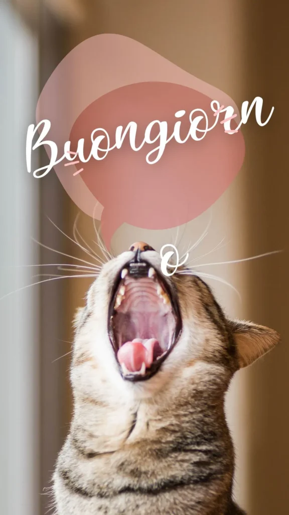 Immagini del buongiorno con gatti divertenti